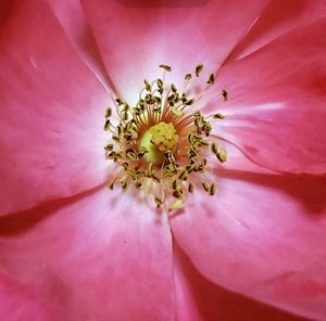 Meet your Posher, Farron